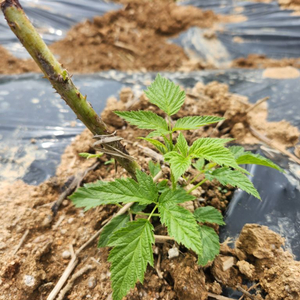 18일까지 토종 복분자 묘목(최소50주) 팝니다