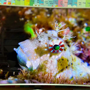 삼성65인치 SUHD 4K 커브드TV팝니다