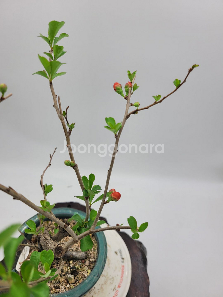 명자나무 정원수 인테리어식물 분재 카페화분 토종식물농장--0