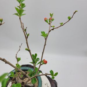 명자나무 정원수 인테리어식물 분재 카페화분 토종식물농장