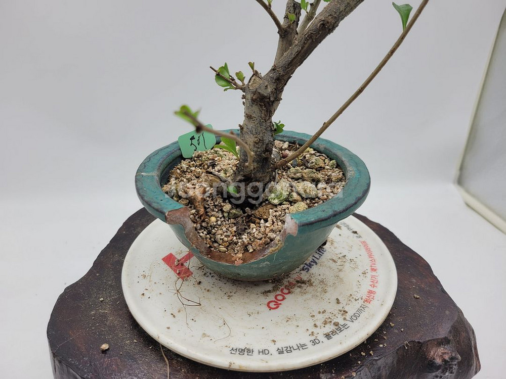 명자나무 정원수 인테리어식물 분재 카페화분 토종식물농장--1