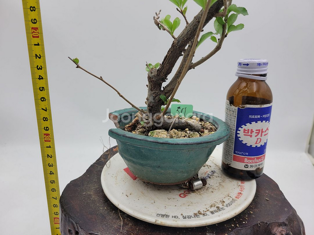 명자나무 정원수 인테리어식물 분재 카페화분 토종식물농장--4