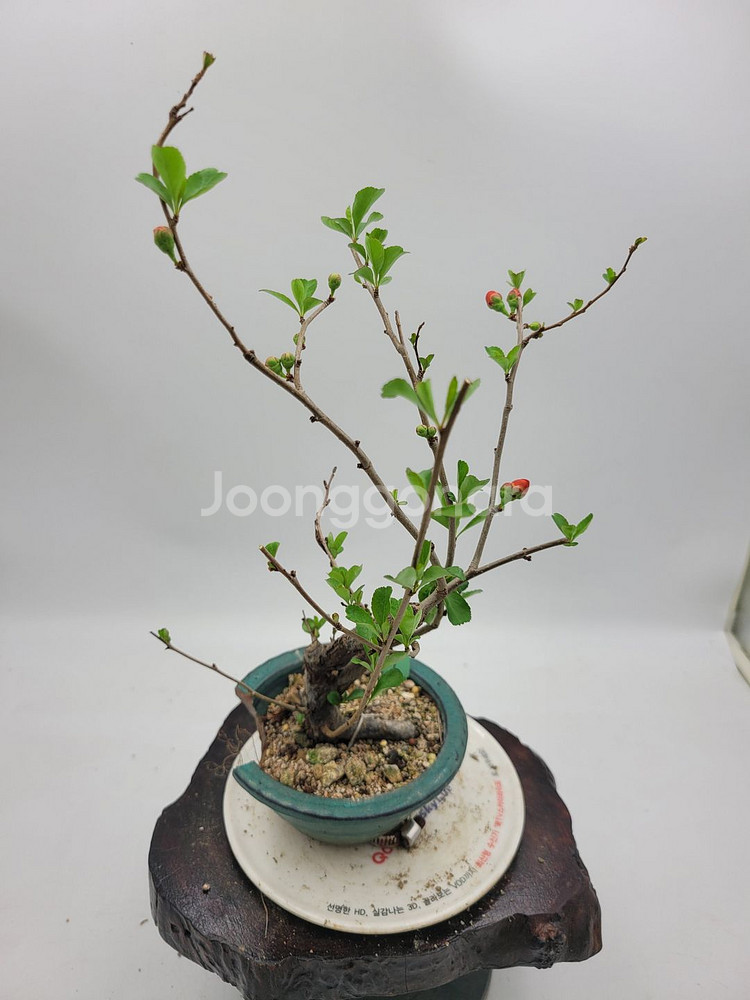 명자나무 정원수 인테리어식물 분재 카페화분 토종식물농장--3