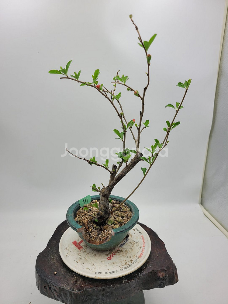 명자나무 정원수 인테리어식물 분재 카페화분 토종식물농장--2