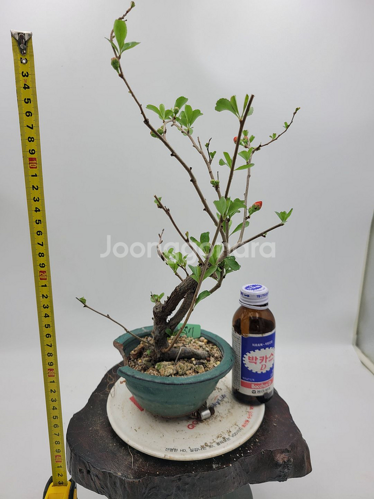 명자나무 정원수 인테리어식물 분재 카페화분 토종식물농장--5