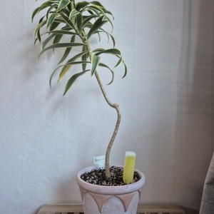 송오브인디아 이태리토분 식재 식물인테리어