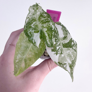 알로카시아 핑크드래곤 알보 (할인