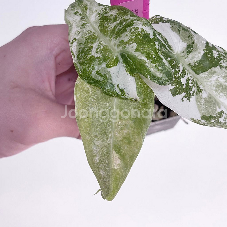 알로카시아 핑크드래곤 알보 (할인--3