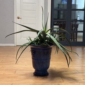 대형 알로에베라 화분 (공기정화 식물)