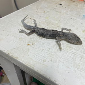 레오파드게코 도마뱀 박제