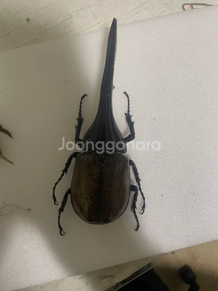 곤충표본--0
