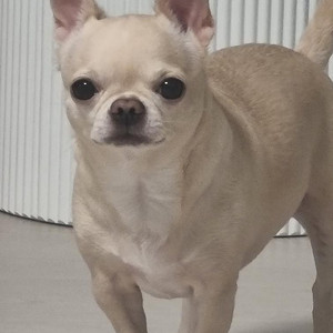 꼼데