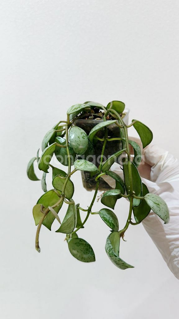 호야 라쿠노사 설가타--1