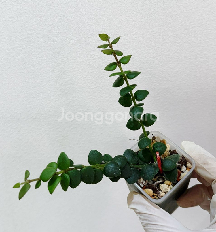 호야 칭흥엔시스 동그리폼--0