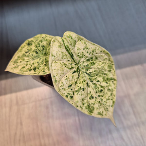 알로카시아 드래곤 스케일 민트바리