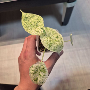 알로카시아 드래곤 스케일 민트바리