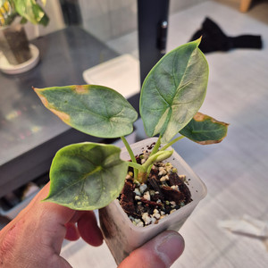 알로카시아 실버드래곤 화이트 바리