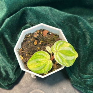 희귀식물, 페페로미아(스타푸르트) 바리