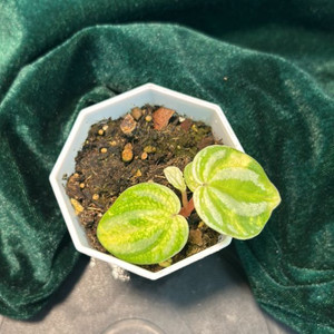 희귀식물, 페페로미아(스타푸르트) 바리