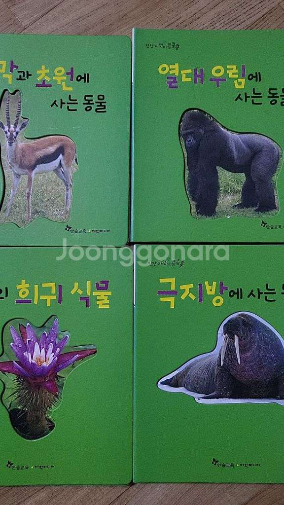 탄탄자연이콩콩콩--3
