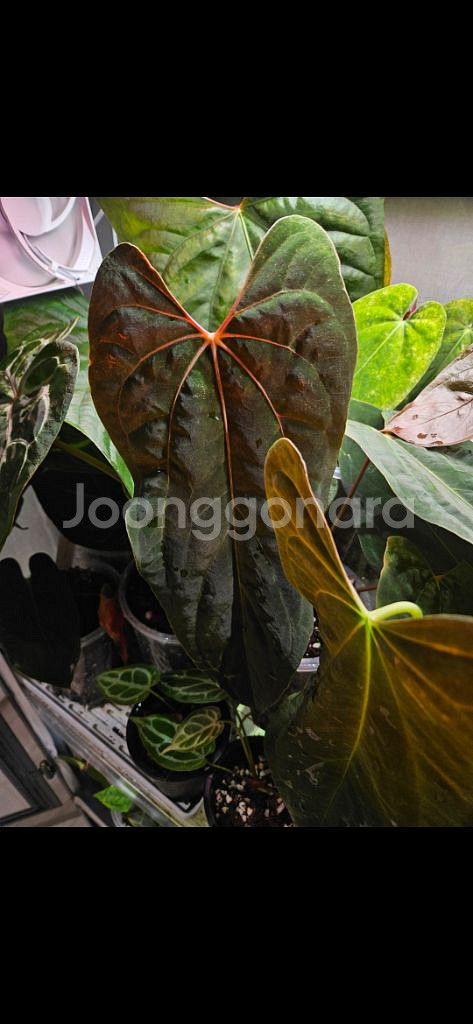 안스리움 RL(JV개체) JV택포함 탑개체 판매합니다--3