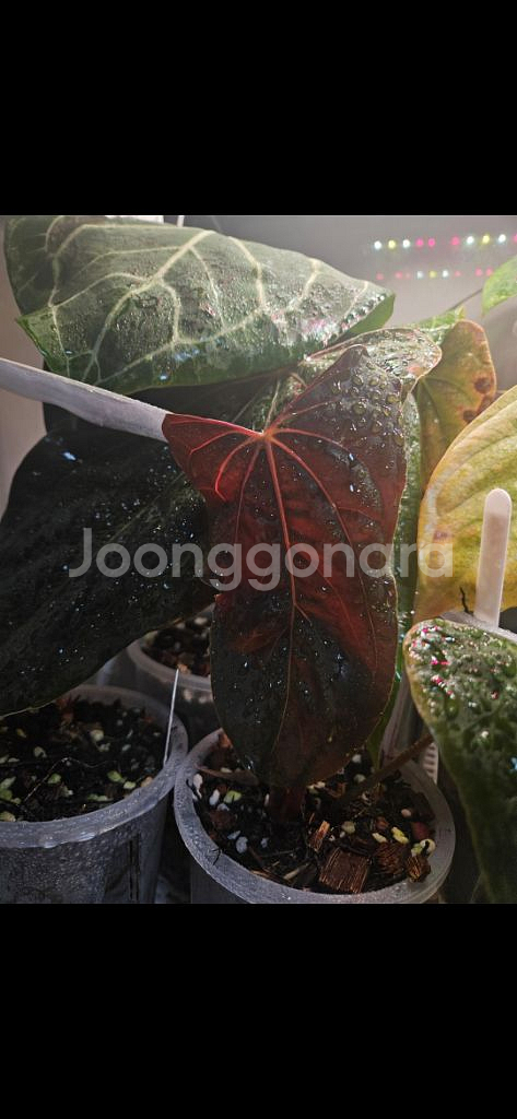 안스리움 RL(JV개체) JV택포함 탑개체 판매합니다--2