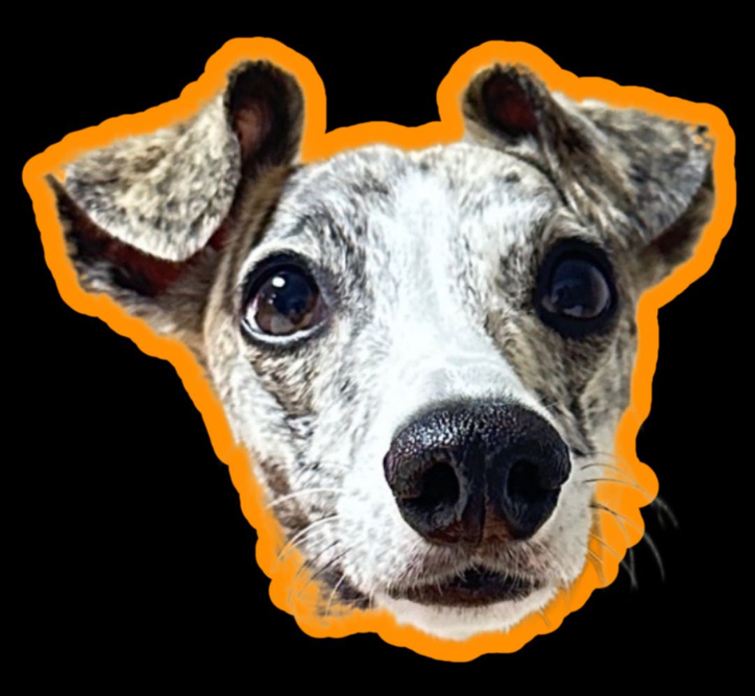 profile-image