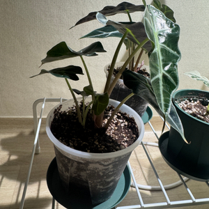 알로카시아 아마조니카