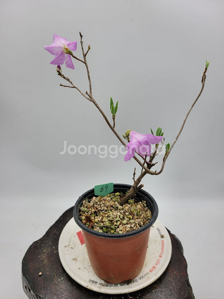진달래 화분 정원수 인테리어식물 카페화분 분재--0