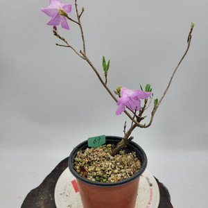 진달래 화분 정원수 인테리어식물 카페화분 분재