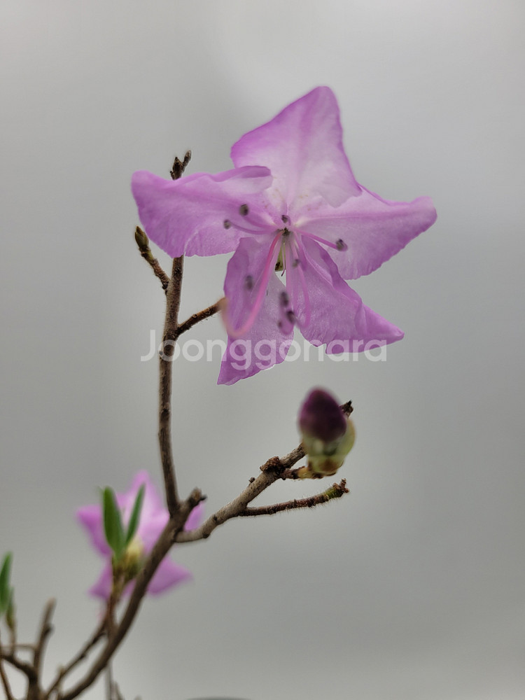 진달래 화분 정원수 인테리어식물 카페화분 분재--1