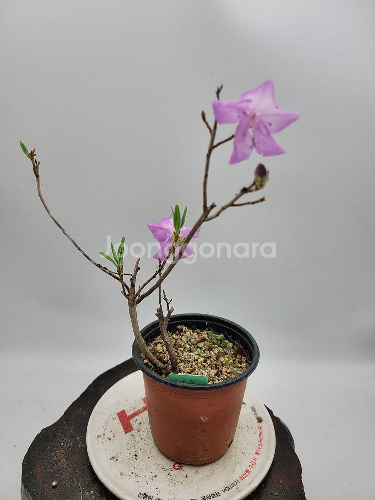 진달래 화분 정원수 인테리어식물 카페화분 분재--2