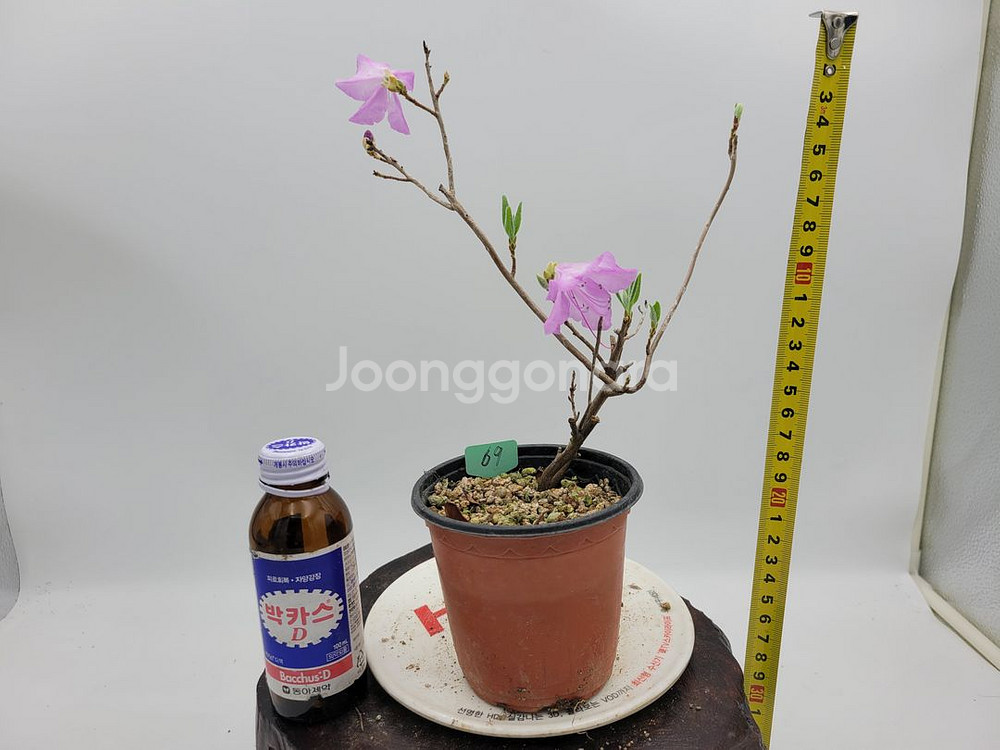 진달래 화분 정원수 인테리어식물 카페화분 분재--5