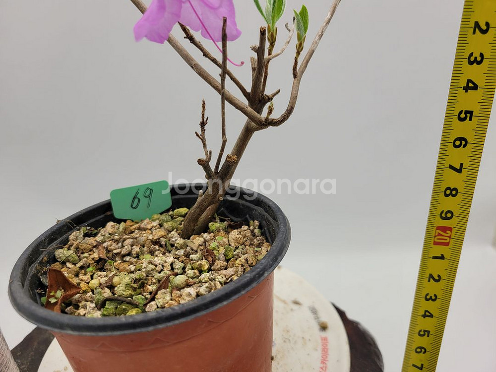 진달래 화분 정원수 인테리어식물 카페화분 분재--4