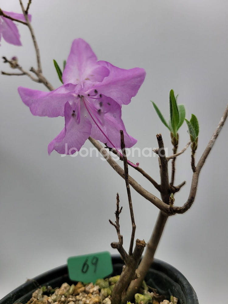 진달래 화분 정원수 인테리어식물 카페화분 분재--3