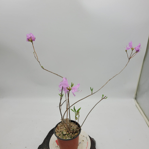 진달래 정원수 인테리어식물 카페화분 분재