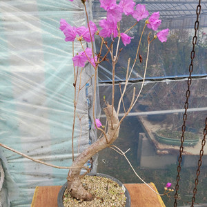 대형식물 진달래 화분 분재 정원수 카페화분 인테리어식물