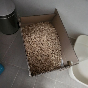 러시아 나무 고양이모래