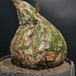 어마무한 초대형 봄박스 (아프리카식물/코덱스)