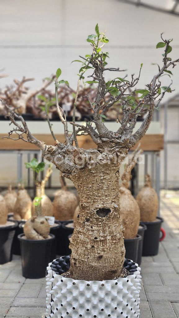 아단소니아 디지타타 바오밥 (아프리카식물/코덱스)--0