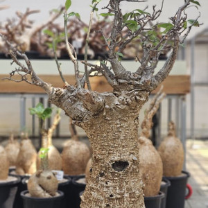 아단소니아 디지타타 바오밥 (아프리카식물/코덱스)