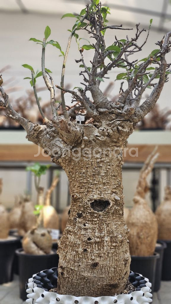 아단소니아 디지타타 바오밥 (아프리카식물/코덱스)--1