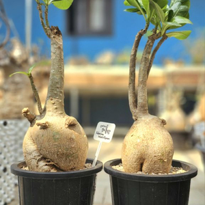 아데니움 멀티플로럼 (아프리카식물/코덱스)