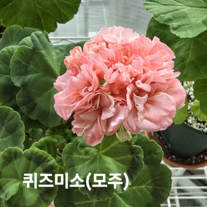 퀴즈미소제라늄