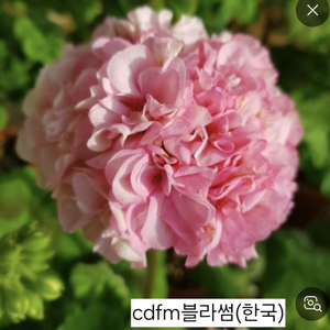 cdfm블라썸제라늄