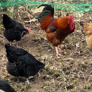 구글 기프트카드 삽니다 10만원권 1장