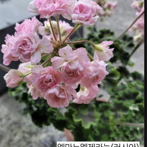 엠마누엘제라늄