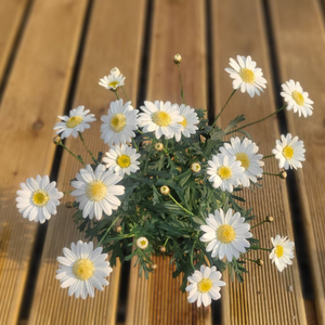 엔젤릭스노우 목마가렛