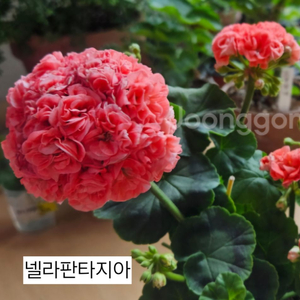넬라판타지아제라늄