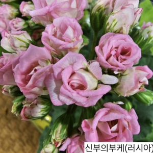 신부의부케제라늄